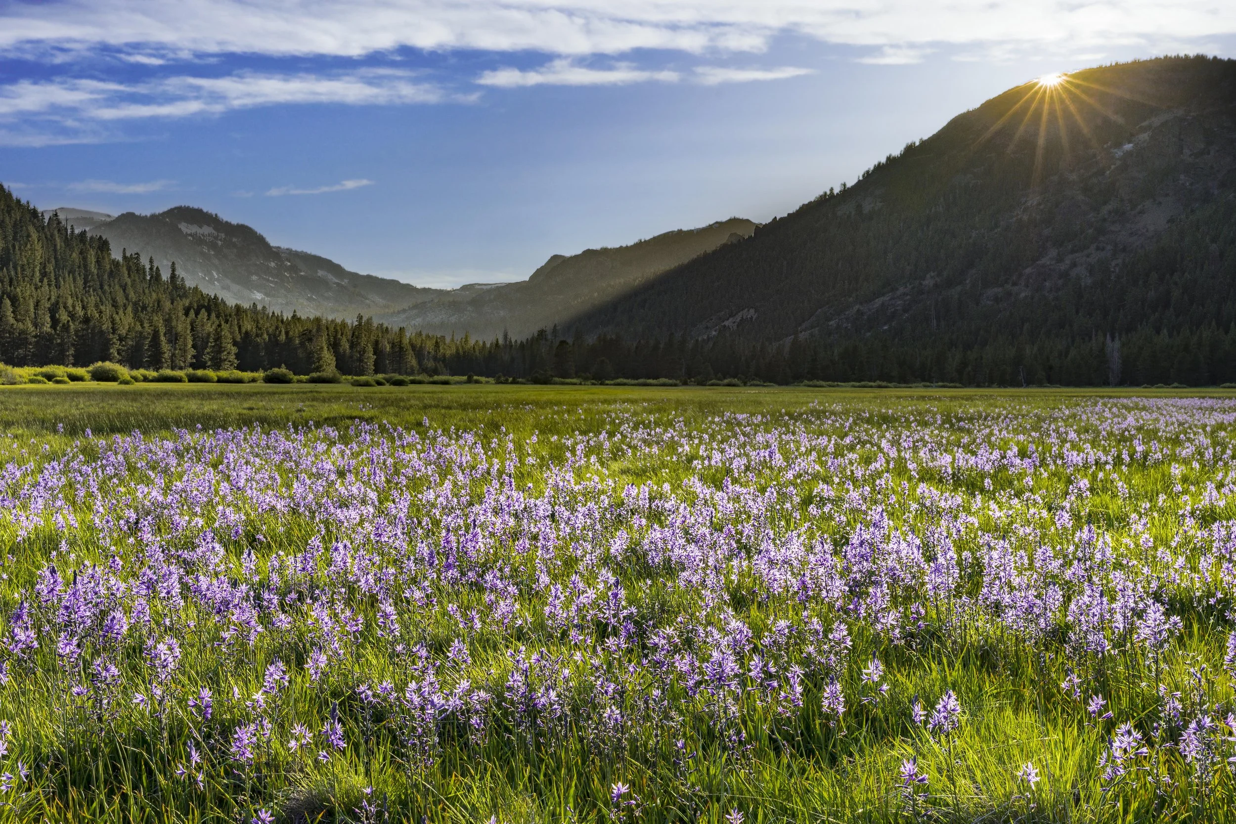 Protect and Enjoy: Wildflowers on Land Trust Lands — Truckee